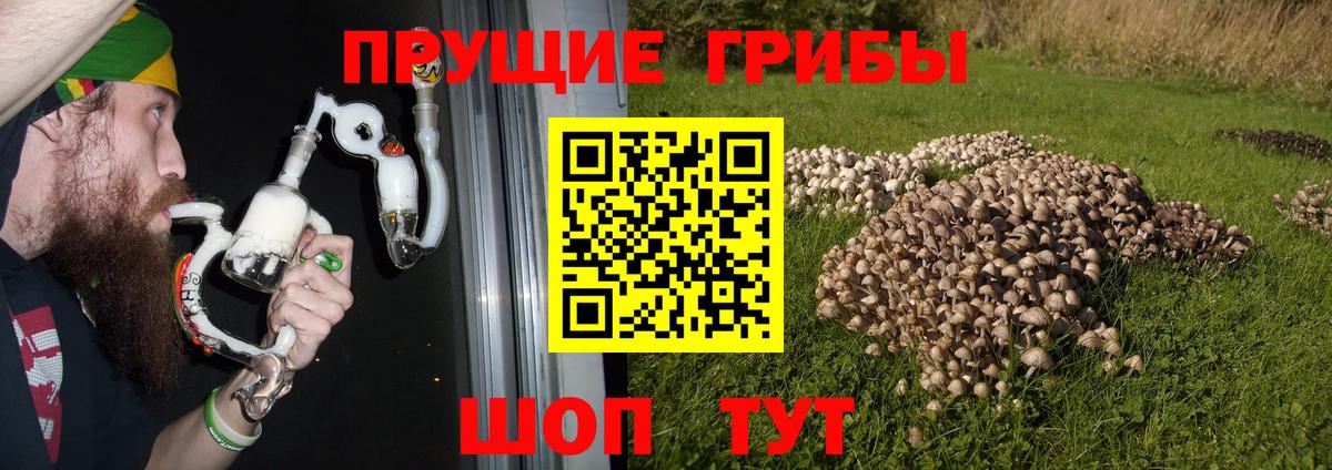 Псилоцибиновые грибы мицелий Прохладный