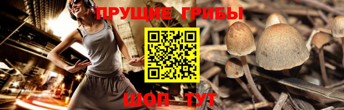 Псилоцибиновые грибы мицелий  Псилоцибиновые грибы Magic Shrooms  Прохладный  Вход с VPN 